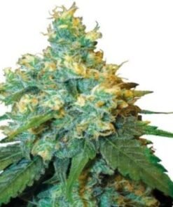 Key Lime Pie Auto