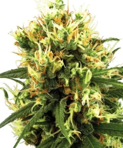 Jack Herer Seeds
