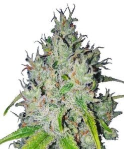 Lemon Haze CBD Seeds