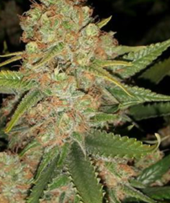 Mexican Haze Seeds