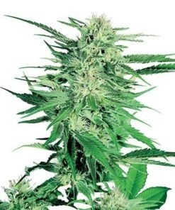 Northern Lights Seeds