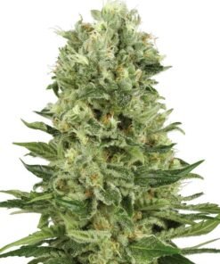 Northern Lights x Skunk Seeds