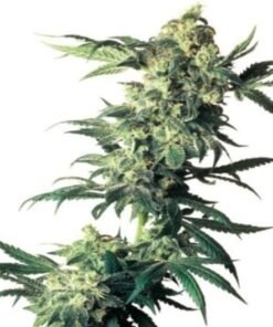Cotton Candy Kush Seeds