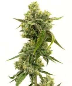 Deadhead OG Auto