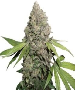 Mickey Kush Seeds
