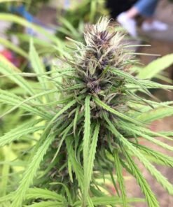 Panama Red Seeds