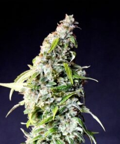 Pez Seeds