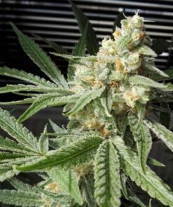 Pineapple Chunk Seeds