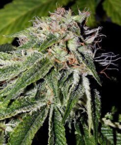 Pink Kush Seeds
