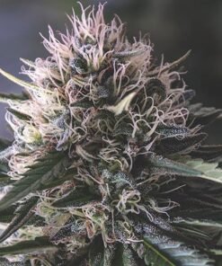 Presidential OG Seeds