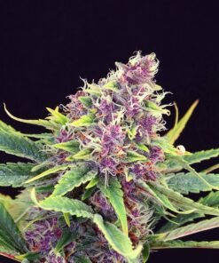 Purple Kush Seeds