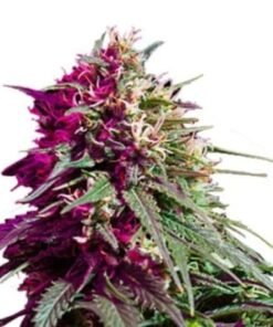 Red Eye OG Auto