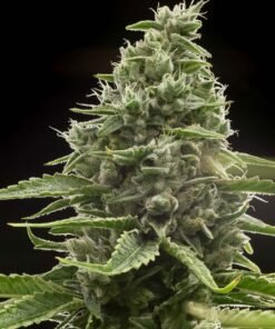 Red Headed Stranger Seeds