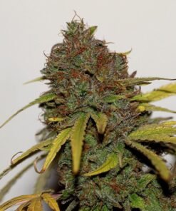 Shark CBD Seeds