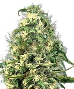 Silver Haze CBD Seeds