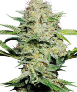 Skunk Kush Seeds