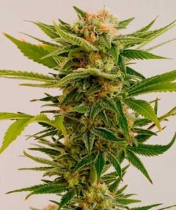 Sour Diesel Seeds