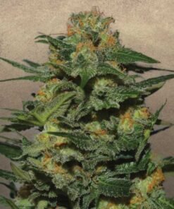 Strawberry Cough Seeds