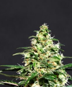 Super Lemon Haze Seeds
