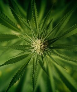 Fruity Chronic Juice Seeds