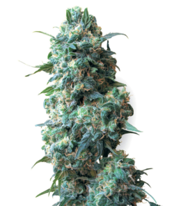 White Widow Auto