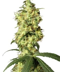 White Widow Seeds