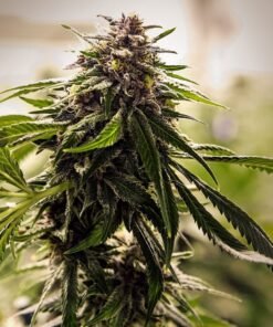 Willy’s Wonder Seeds