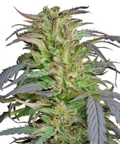 Critical Kush Seeds